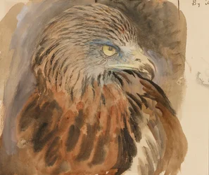 The Head of a Kite, from Life, 30 augusti-1 september 1870 (akvarell och kroppsfärg över grafit på ljusbrunt vävt papper)