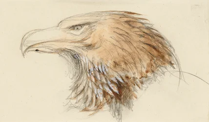 The Head of a common Golden Eagle, from Life, 8-11 september 1870 (akvarell och kroppsfärg över grafit på vävt papper)