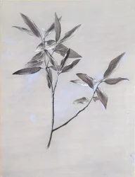 Under ytan av en torkad spray av oliv, samlad i Verona, efter 1878