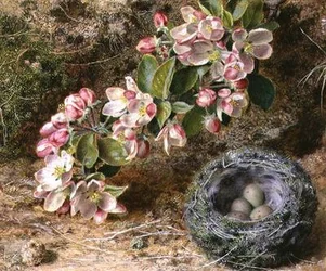Blossom och fågelbo