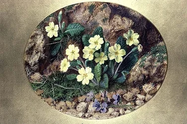 Primula och violer