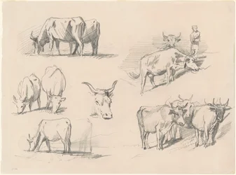 Studier av boskap, ca. 1872.