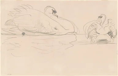 Svanar i vattnet, 1880-1900.