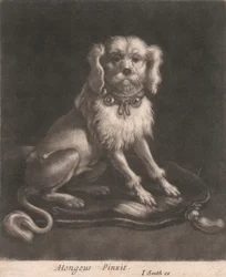 En liten hund som bär ett halsband.