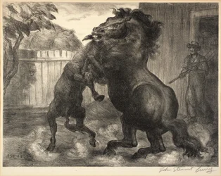 Stallion och Jack slåss