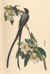 Gaffelstjärtstyrann, Gordonia lasianthus, 1840-44.