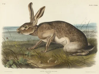 Texian Hare, 1848 (handfärgad litografi på vävt papper)