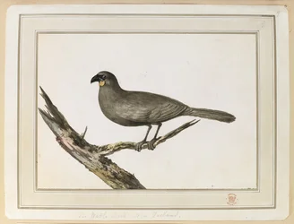 Teckning av en Wattle-fågel; gjordes under besöket i Nya Zeeland mellan 12 och 25 februari 1777, på kapten Cooks tredje resa.