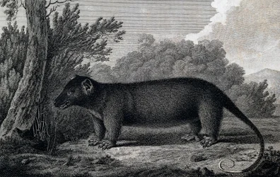 Opossum, gravyr efter teckning av John Webber (1750-1793) gjord under James Cooks tredje resa