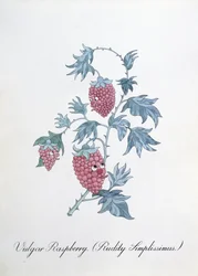 Vulgär hallon (Rudity Simplissimus), illustration från "The Bogus Book of Botany" av John Weir