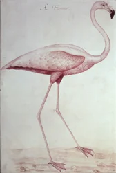 Flamingo (ritning)