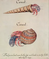 Eremitkräfta