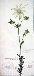 Flanellblomma, actinotus helianthe labill