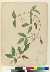 Kennedya rubicunda, c.1803-06 (wc, penna, bläck och penna)