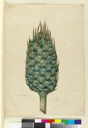 Macrozamia, c.1803-06 (wc, penna, bläck och penna)
