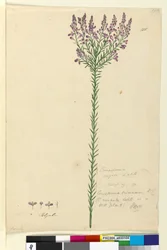 Sida 105. Comesperma ericinum, c.1803-06 (wc, penna, bläck och penna)
