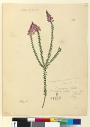 Sida 106. Comesperma ericinum, c.1803-06 (wc, penna, bläck och penna)