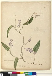 Sida 107. Glycine bimaculataGlycine tabacina?, c.1803-06 (wc, penna, bläck och penna)