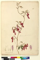 Sida 108. Kennedya rubicunda, c.1803-06 (wc, penna, bläck och penna)