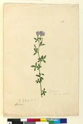 Sida 110. Medicago sativa, c.1803-06 (wc, penna, bläck och penna)