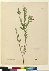 Sida 113. Bossiaea heterophylla, c.1803-06 (wc, penna, bläck och penna)