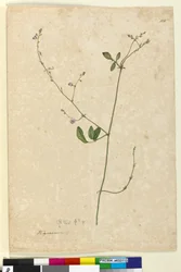 Sida 115. Hedysarum, c.1803-06 (wc, penna, bläck och penna)
