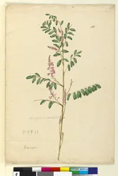 Sida 116. Indigofera australis, c.1803-06 (wc, penna, bläck och penna)