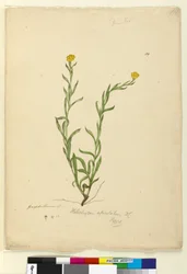 Sida 119. Helichrysum apiculatumChrysocephalum apiculatum, c.1803-06 (wc, penna, bläck och penna)