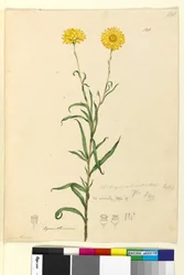 Sida 121. Elichrysum bracteatum, c.1803-06 (wc, penna, bläck och penna)