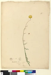 Sida 127. Craspedia, c.1803-06 (wc, penna, bläck och penna)