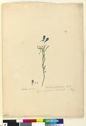 Sida 129. Ionidium filiforme, c.1803-06 (wc, penna, bläck och penna)