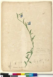 Sida 130. Lobelia hostataLobelia gracilis, c.1803-06 (wc, penna, bläck och penna)