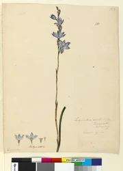 Sida 133. Thelymitra ixioides, c.1803-06 (wc, penna, bläck och penna)