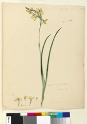 Sida 135. Diuris maculata, c.1803-06 (wc, penna, bläck och penna)