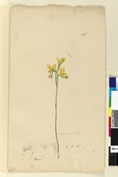 Sida 136. Diuris aurea, c.1803-06 (wc, penna, bläck och penna)