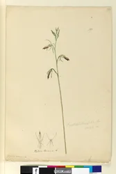Sida 137. Cryptostylis longifolia, c.1803-06 (wc, penna, bläck och penna)