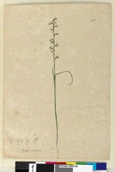 Sida 138. Prasophyllum patens, c.1803-06 (wc, penna, bläck och penna)