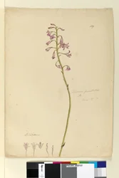 Sida 139. Dipodium punctatum, c.1803-06 (wc, penna, bläck och penna)