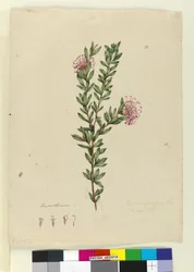 Sida 13. Grevillea punicea, c.1803-06 (wc, penna, bläck och penna)