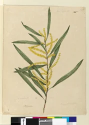 Sida 145. Acacia longifolia, c.1803-06 (wc, penna, bläck och penna)