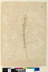 Sida 148. Acacia aciculares, c.1803-06 (akvarell, penna, bläck och penna)