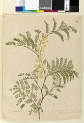 Sida 149. Acacia discolorAcacia terminalis, c.1803-06 (wc, penna, bläck och penna)