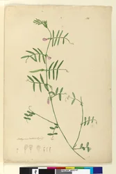 Sida 150. Lathyrus, c.1803-06 (wc, penna, bläck och penna)