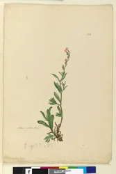 Sida 154. Silene naturaliserad, c.1803-06 (wc, penna, bläck och penna)