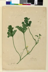 Sida 155. Vattenmelon, ca 1803-06 (wc, penna, bläck och penna)