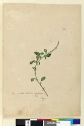 Sida 156. Amaranthus Blitum, c.1803-06 (wc, penna, bläck och penna)