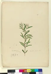 Sida 15. Grevillea sericea, c.1803-06 (wc, penna, bläck och penna)