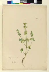 Sida 162. Stachys arvensis, c.1803-06 (wc, penna, bläck och penna)