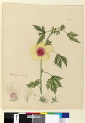 Sida 163. Hibiscus, c.1803-06 (wc, penna, bläck och penna)