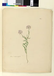 Sida 164. Iberis naturaliserad, c.1803-06 (wc, penna, bläck och penna)
